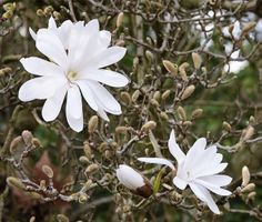 Magnolia étoilé  / Magnolia stellata 10g